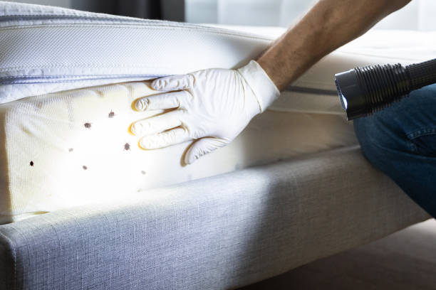 Best Termite Control Services  in Skyline Acres, OH