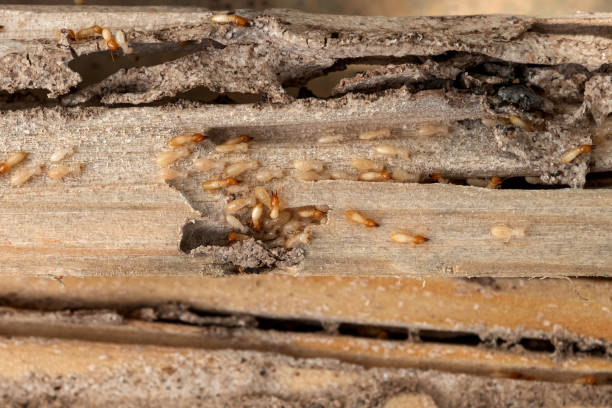 Best Pest Removal Services  in Skyline Acres, OH